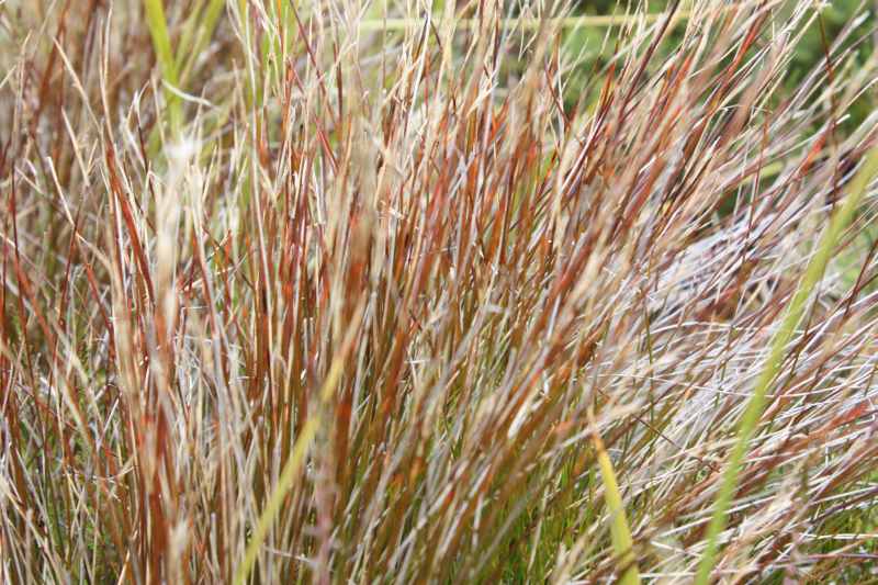 Nieuw-Zeeland 2011 - 0832